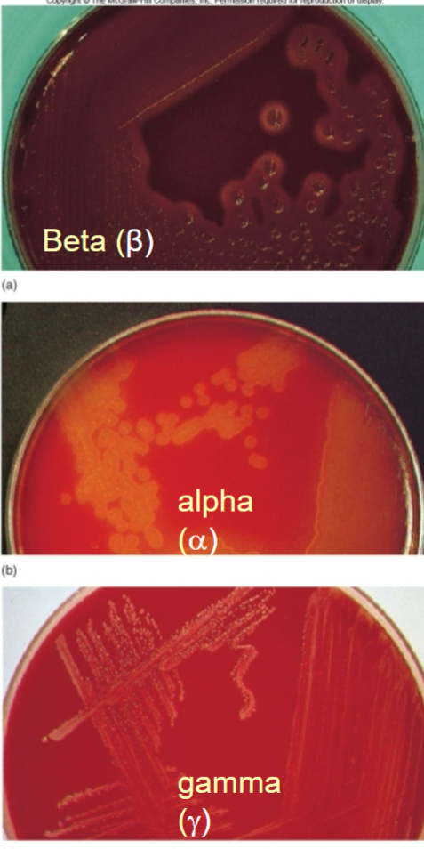 <p>Blood Agar substrate?</p>