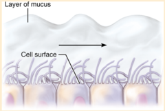 <p>whiplike, highly motile extensions of the apical surface membranes of certain epithelial cells</p>