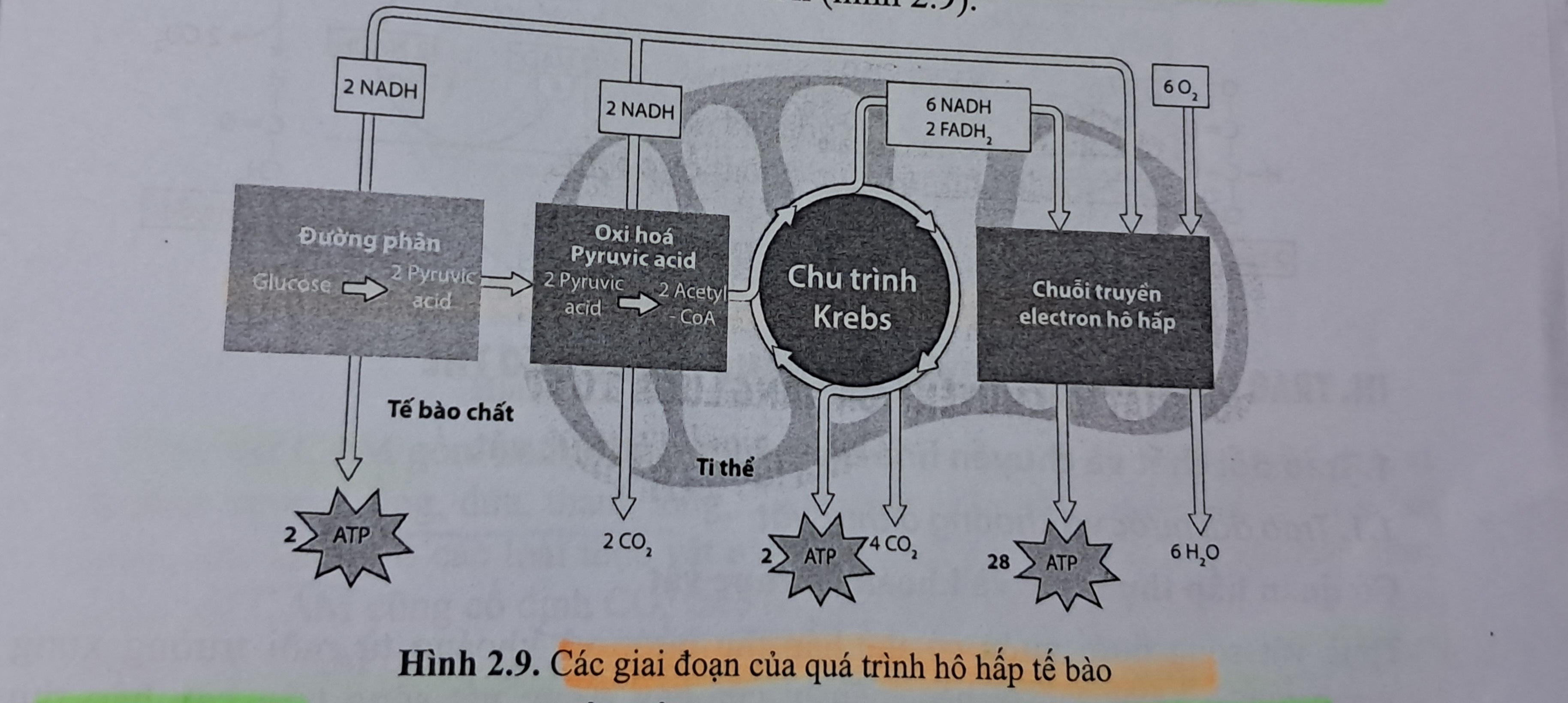 <p>Ở sv nhân thực, hô hấp tế bào diễn ra ở Ti thể.( CÓ O2)<br>- Gồm 3 giai đoạn: Đường phân; Chu trình Krebs; Chuỗi truyền electron<br>- 1 glucose tạo 30-32 ATP<br>=>Tạo CO2, H2O và ATP</p>