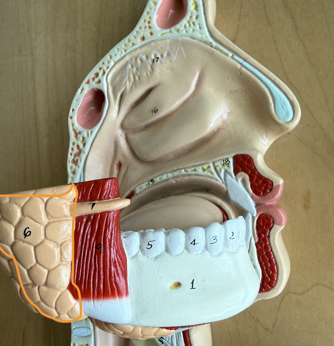 <p>Secretes salivary amylase </p><p>Secretes mucous + salivary amylase which starts chemical digestion in mouth</p>