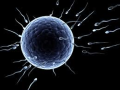 <p>Human gametes (sperm/egg) have ____ chromosomes ?</p>
