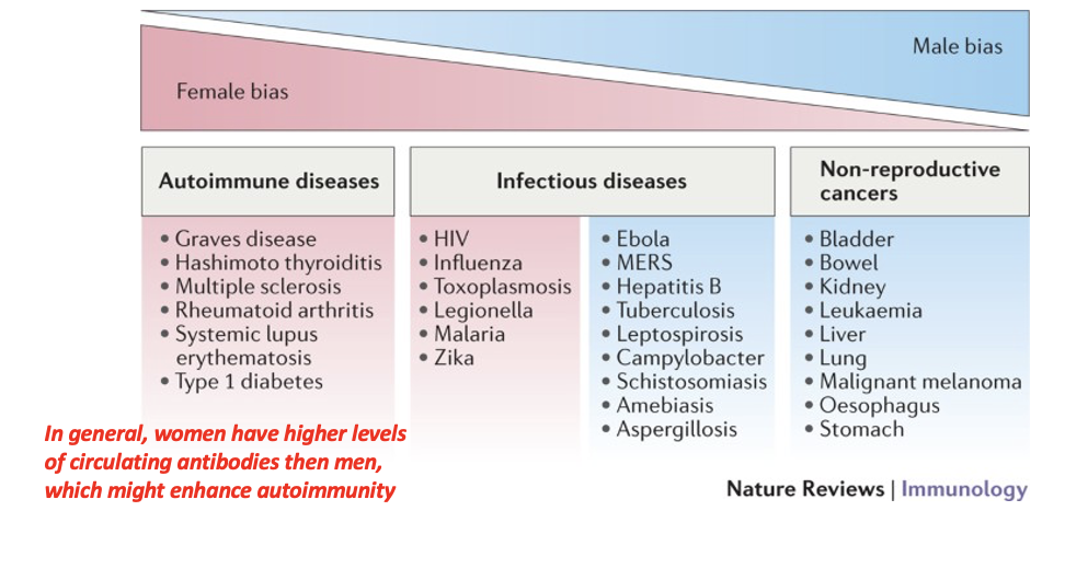 <p><span><strong><em>In general, women have higher levels of circulating antibodies then men, which might enhance autoimmunity</em></strong></span></p>