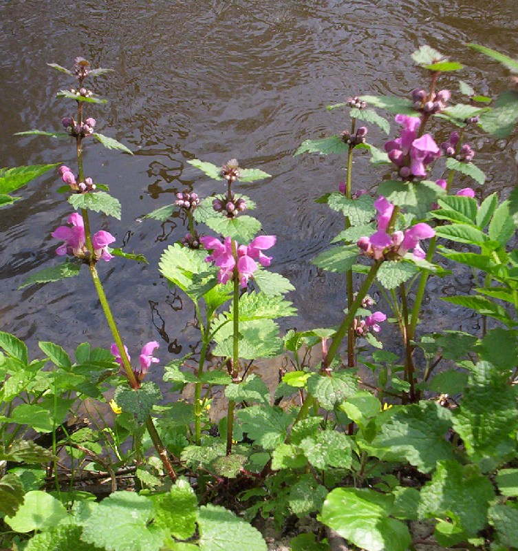 <p>Lisasta mrtva kopriva-Lamium maculatum</p>