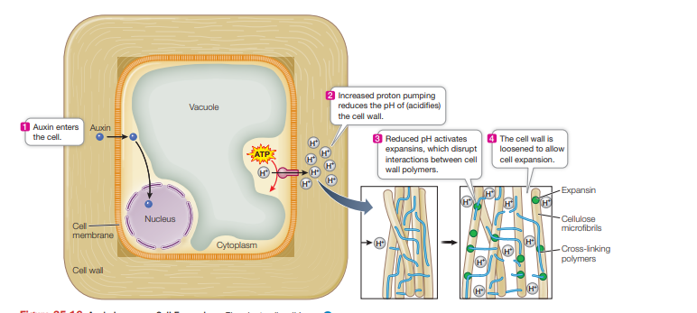<p>auxin increases the pumping of protons from the cytoplasm into the cell wall, this lowers the pH of the wall and activates the enzyme expansins which loosen the cell wall, making it easier to stretch as the cell expands.</p>