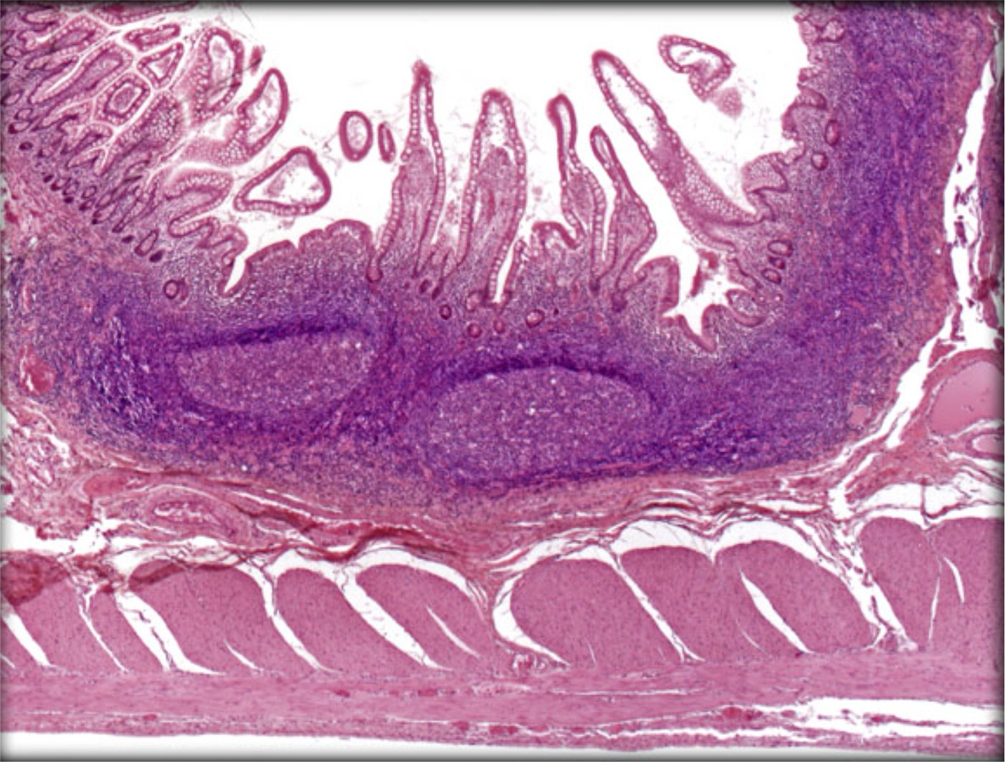 term image