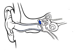 <p>a tiny bone that passes vibrations from the eardrum to the anvil</p>