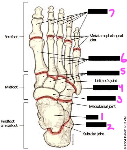 <p>label this diagram of the foot</p>