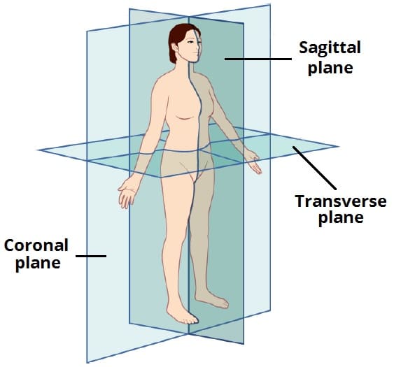 <p>What is a sagittal plane?</p>
