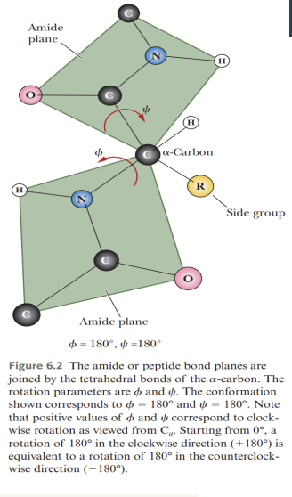 <p><strong>The Peptide Bond:</strong> Fundamental</p><ul><li><p>what restricts rotation?</p></li><li><p>what is the peptide plane</p></li><li><p>what configuration pre dominates?</p></li><li><p>where does the backbone flexibility come from?</p></li></ul><p></p>