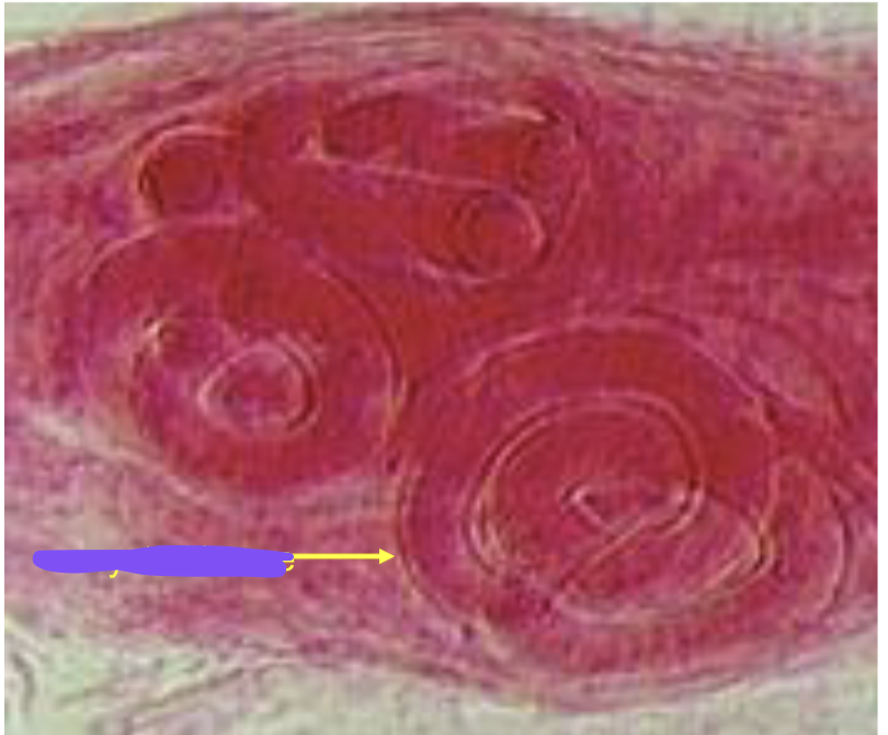 <p>what’s this? GENUS SPECIES</p>