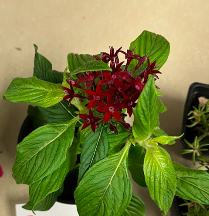 <ul><li><p>herbaceous leaf</p></li><li><p>star like flower</p></li></ul><p></p>