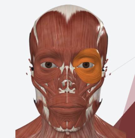 <p>closes the eyelids </p><p></p>