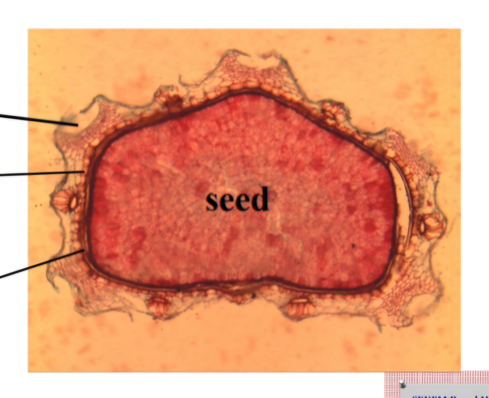 <p>What fruit is this?</p>