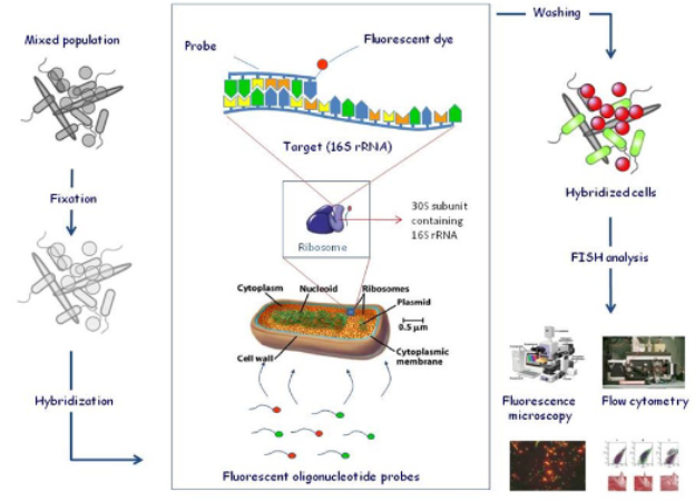 <ul><li><p>fluorescent in-situ hybridization</p></li><li><p>method for microbial ecology</p></li><li><p>can be used to distinguish subsets of prokaryotes that contain a specific nucleotide sequence</p></li></ul><p></p>