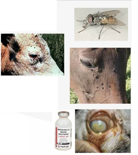 <p>What is the common name of this fly?</p>