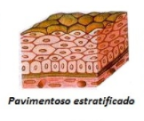 <p>pavimentoso -</p><p>queratinizado (pele)</p><p>não queratinizado (mucosa, int, alta capacidade regenerativa)</p>