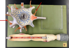 <p>fine terminal extensions at the end of the axon</p>
