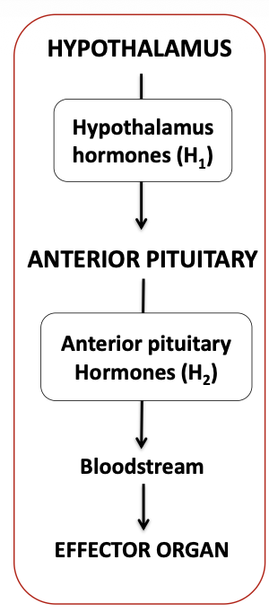 <p>hypothalamic-anterior pituitary axis? </p>
