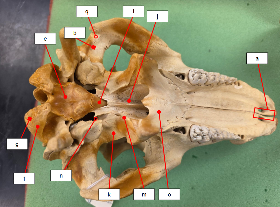 <p>What bone is o?</p>