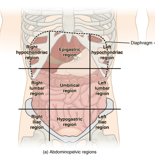 <p>9 regions of the abdomen </p>