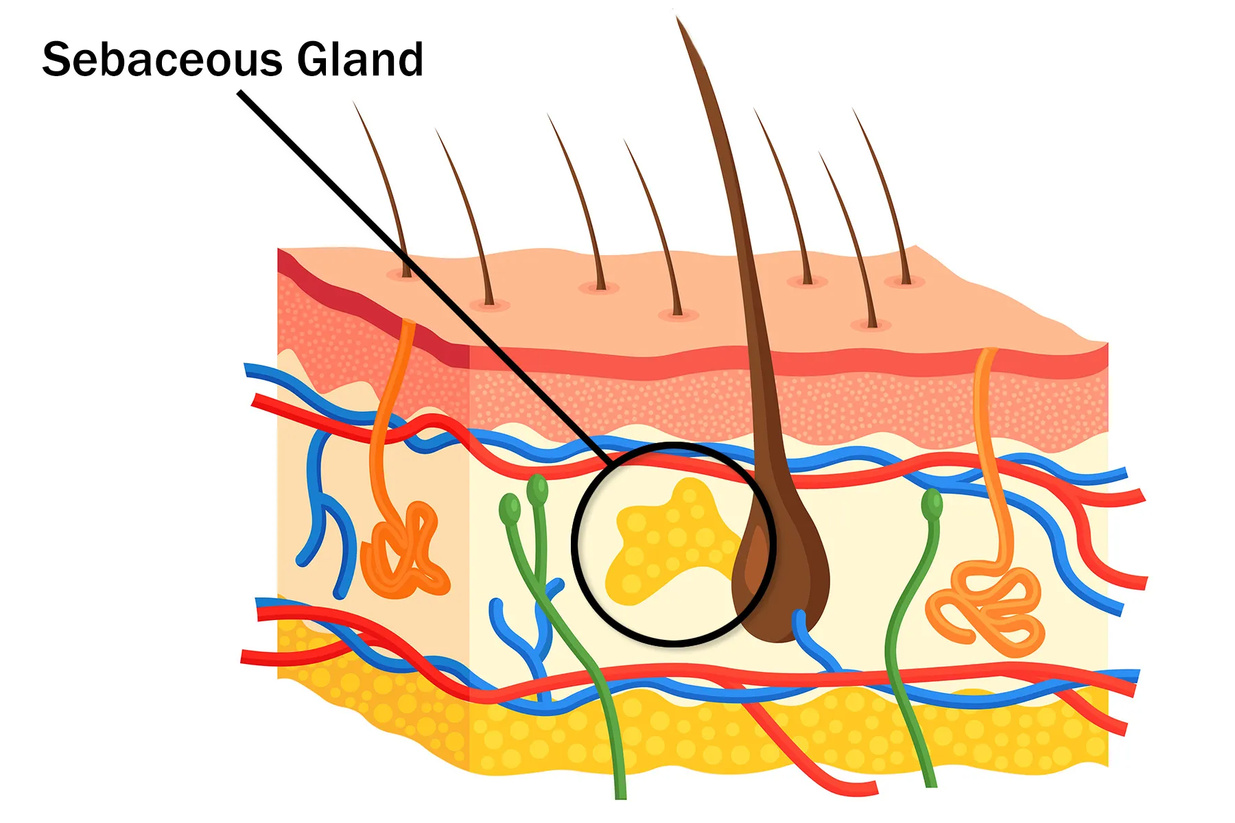 <p>Sebaceous Glands</p>