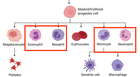 <p>-eosinophil<br>-basophil<br>-monocyte<br>-neutrophil</p>