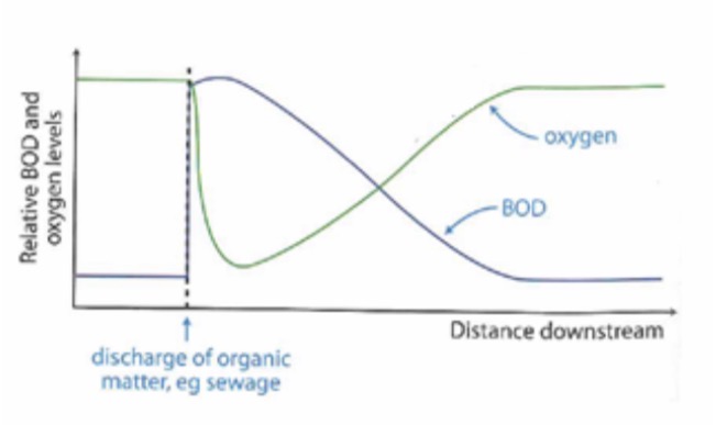 <p><span><span>BOD – biological oxygen demand - gives indication of water quality (measures how much oxygen in the water is being used by organisms present)</span></span></p><p><span><span>More bacteria = more aerobic respiration = higher BOD (opposite occurs if less bacteria) see grap</span></span></p><p><span><span>>pollution leads to less oxygen present in water due to high numbers of bacteria feeding on & decaying organic substances</span></span></p>