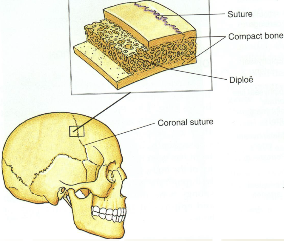 <ul><li><p>Immovable fibrous joints</p></li><li><p>Fibrous periosteum forms between bones</p></li><li><p>Joints of the skull</p></li></ul><p></p>