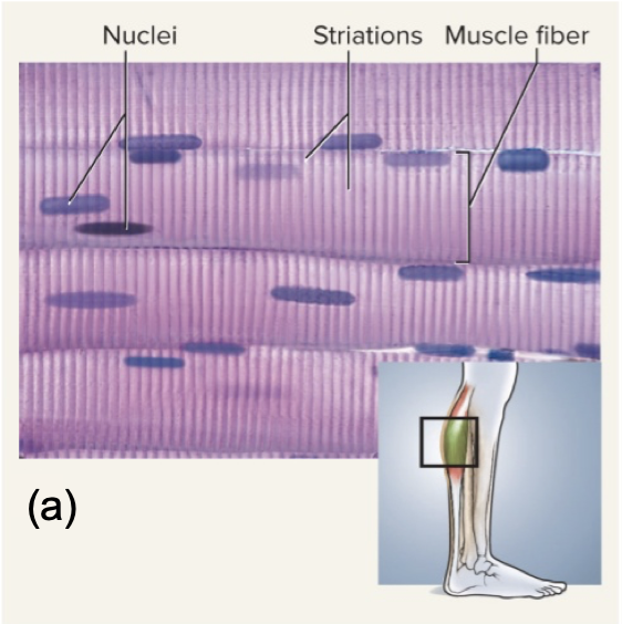 <p>Striated voluntary muscle attached to bones</p>