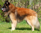 <p>welk type hond is dit</p>