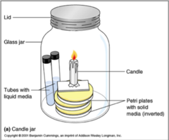 <p>Microbes that require high CO2 conditions for optimal growth</p>