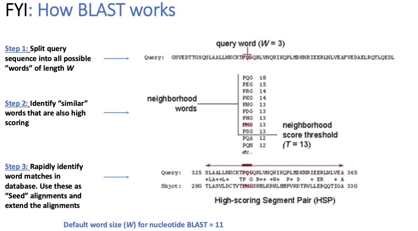 <p>heuristic approach, approximates smith waterman algorithm for local sequence alignment</p><ul><li><p>guaranteed to find optimal local alignment between 2 sequences, but BLAST isn’t</p></li><li><p>but its way faster!</p></li></ul><p></p><p><strong>bit score</strong> = log2 scaled and normalized raw score</p><ul><li><p><strong>higher bit score = higher similarity</strong></p></li></ul><p></p><p><strong>Expected value (e-value) = </strong># of hits of equal or better quality that could be found by chance</p><ul><li><p><strong>lower values more significant</strong></p></li><li><p>varies based on size of database you’re looking at</p></li></ul><p></p>