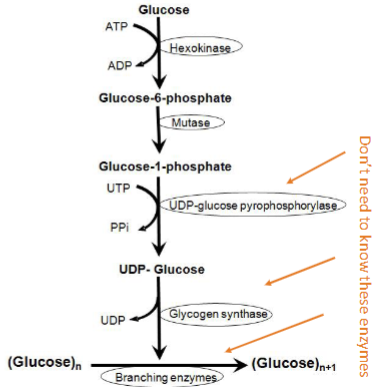 <ul><li><p>Glucose-6-P (G6P) is converted to glucose-1-P (G1P) by phosphoglucomutase</p></li><li><p>G1P is attached to a UDP to facilitate addition to growing chain</p></li><li><p>UDP is lost during chain addition</p></li></ul><p></p>