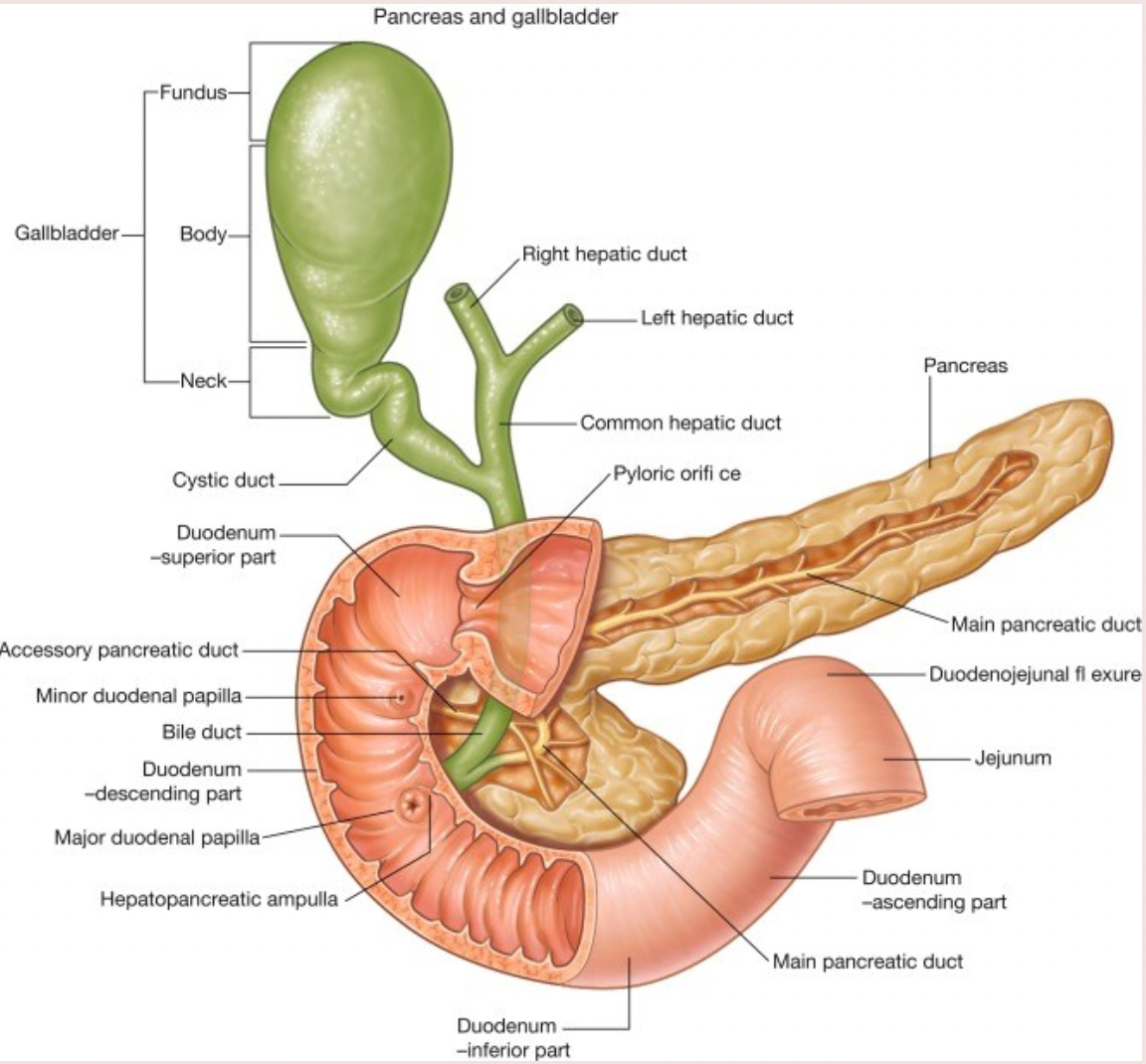 <p>Infected obstruction of the CBD. </p>