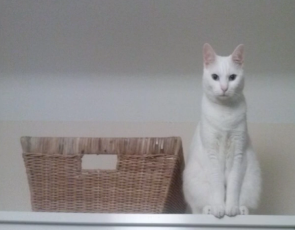 <p>Wo ist die Katze?</p>