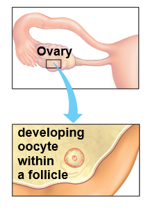 <p>What are follicles?</p>