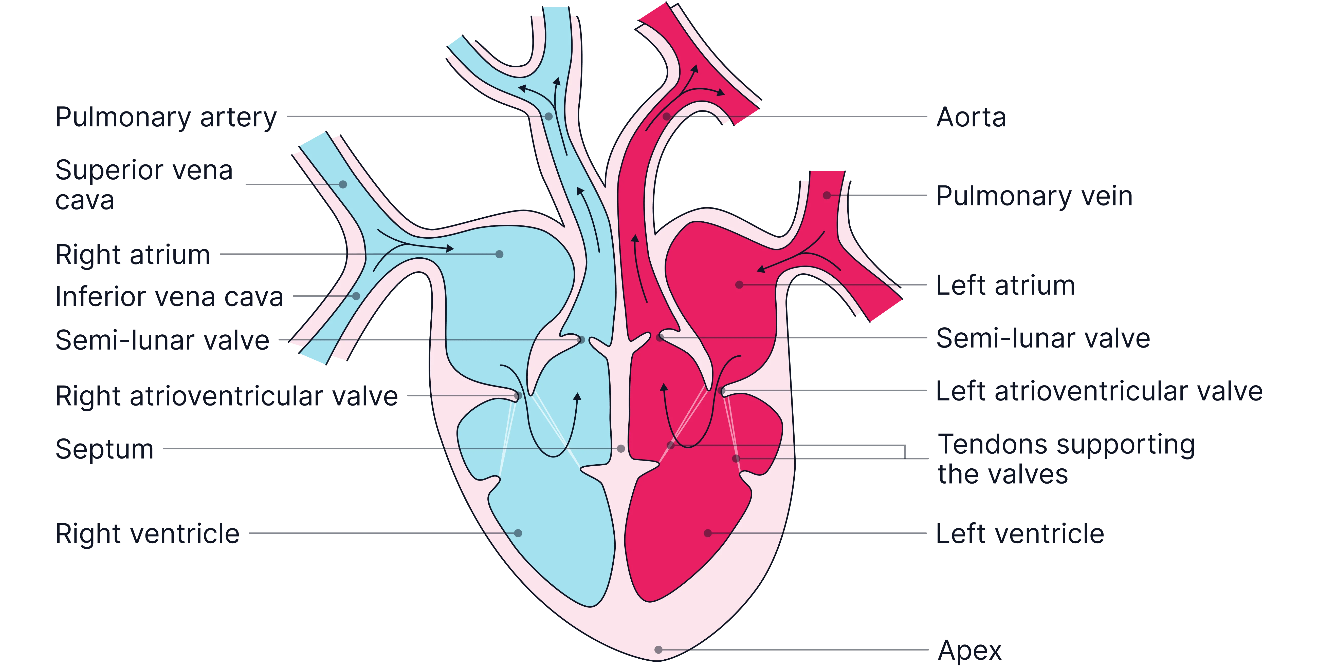 <p><span style="background-color: transparent;">> the image is mirrored from your perspective so&nbsp;</span></p><p><span style="background-color: transparent;">Left side of image = right side of heart&nbsp;(deoxygenated)</span></p><p><span style="background-color: transparent;">Right side of image = left side of heart (oxygenated)</span></p>