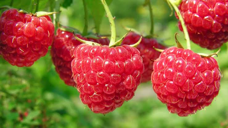 <p>una frambuesa</p>