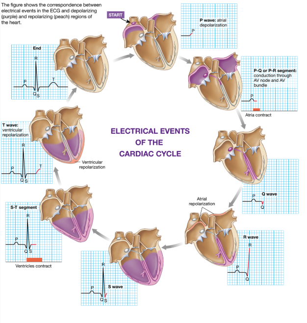 <p>P wave = only part from atrium<br>QRS, T = from ventricle</p>