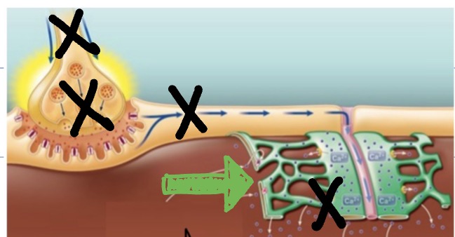 <p>Must stop crossbridge cycling by stopping…</p><ul><li><p>Motor neuron action potentials</p></li><li><p>ACh</p></li><li><p>Myofiber action potentials</p></li><li><p>Ca<sup>2+</sup> exiting sarcoplasmic reticulum</p><ul><li><p>Return Ca<sup>2+</sup> to sarcoplasmic reticulum</p><ul><li><p>From cytosol</p></li><li><p>Via ATPase pump/transporter</p></li><li><p>Into sacroplasmic reticulum</p></li></ul></li></ul></li></ul><p></p>
