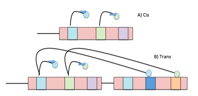 <p>the coordination between DNA sequences and regulatory proteins with the physical transcriptional machinery (RNA polymerase II)</p>