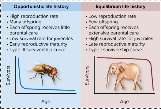 <p>Equilibrium Life History</p>