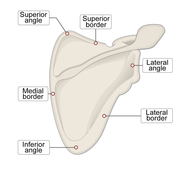 <p>3 borders of the scapula</p>