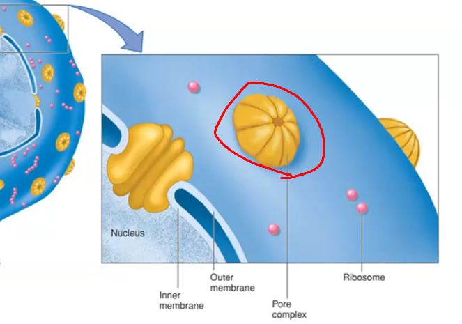 <p>To house and protect the cell's DNA.</p>