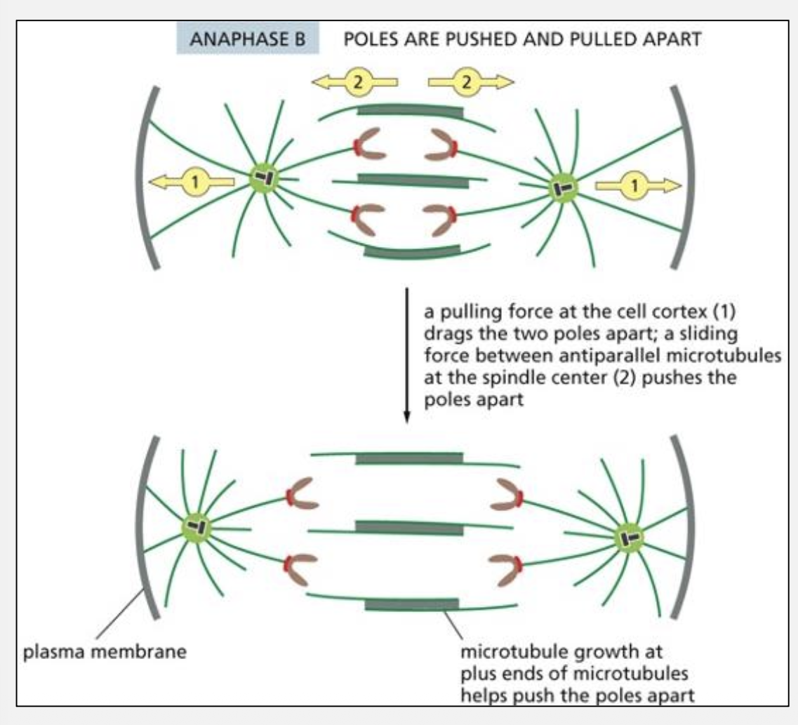 <p>What forces drive Anaphase B?</p>