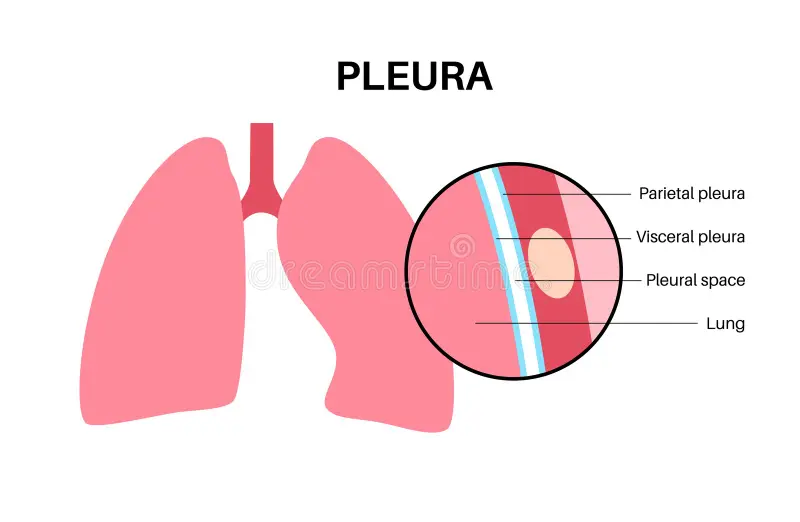 <p>What does the <strong>pleura</strong> surround?</p>