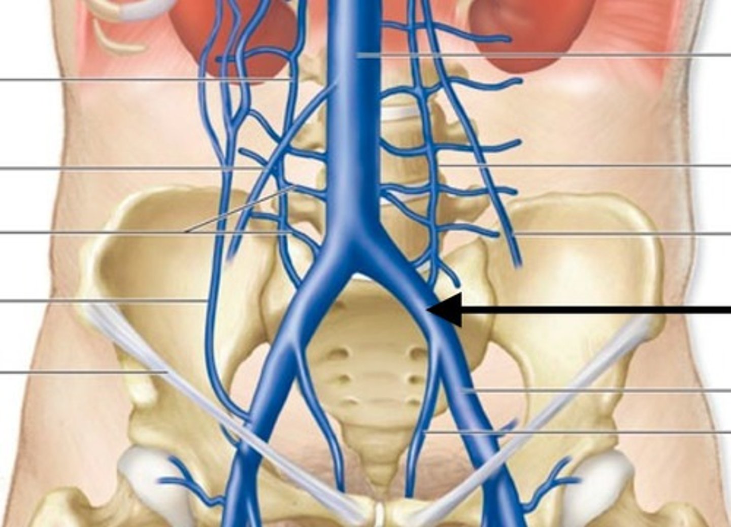 <p>what does the common iliac vein of the IVC drain?</p>