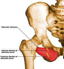 <p>Obturator N</p>
