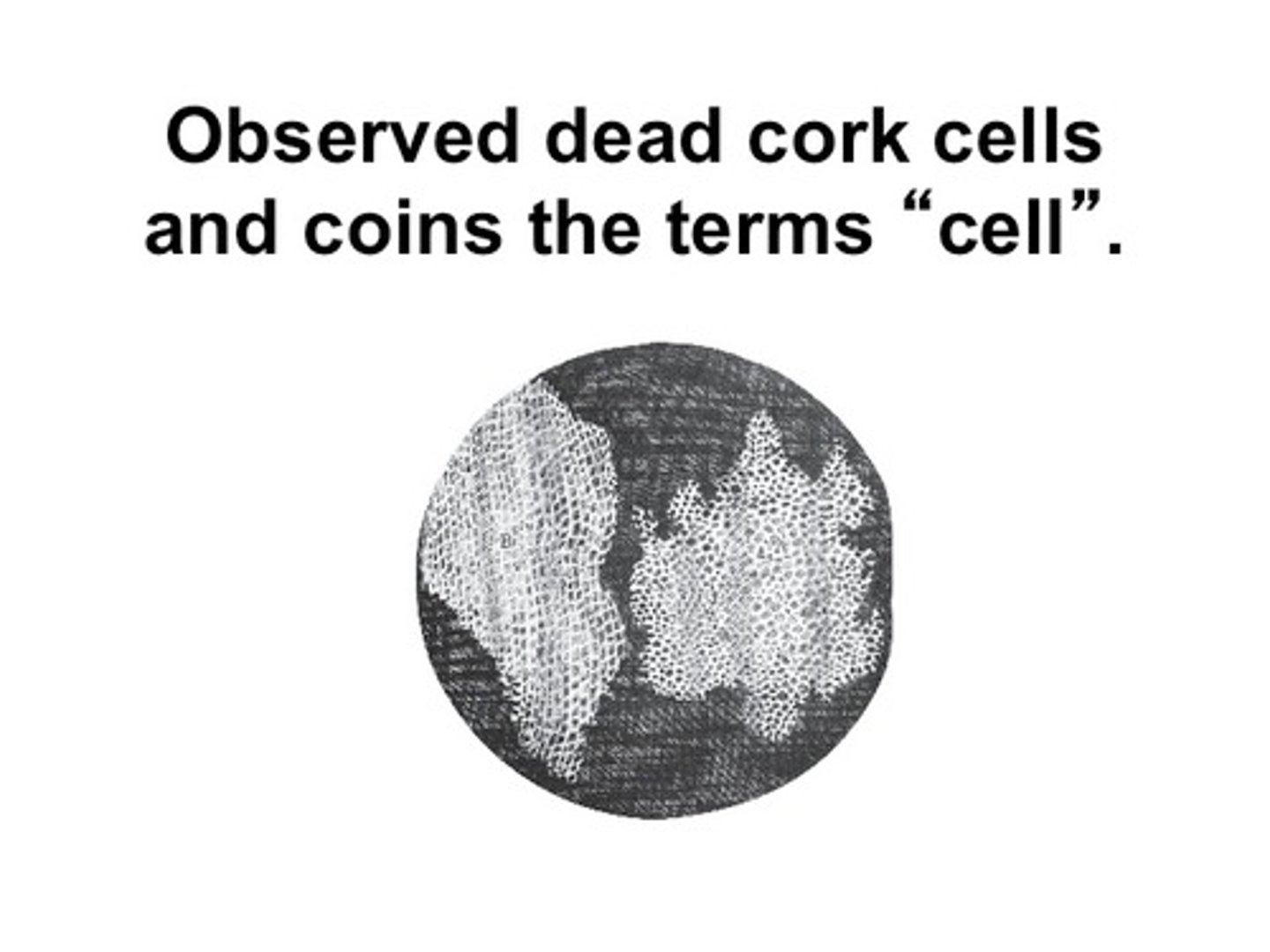 <p>The person to observe cells in a sample of cork. He coined the term "cells."</p>