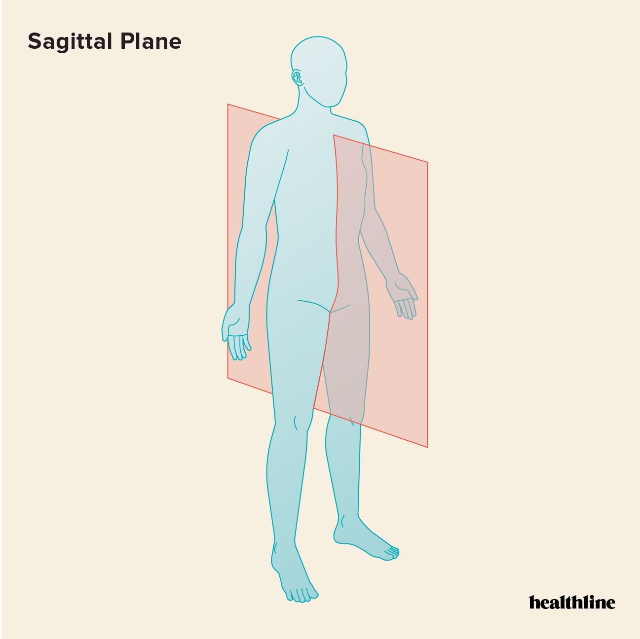 <p>Sagittal plane</p>